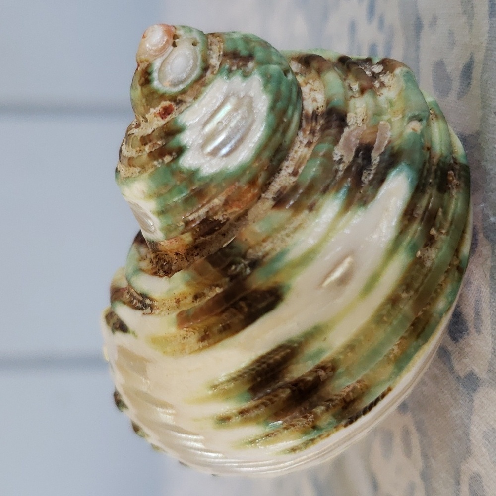 Carved Seashell with Rabbit - Picture 2 of 15